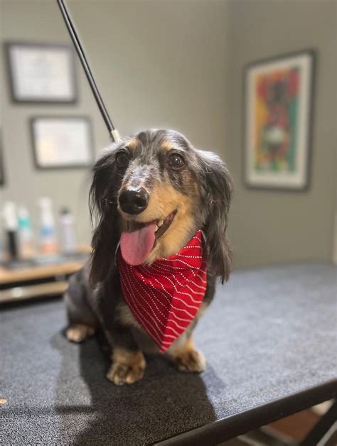 dog groomers georgetown tx  If you are a Dog Groomer in Georgetown, Texas or the surrounding area, click here to add your business to our directory